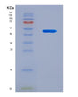 SDS-PAGE analysis of Human LMNA (Prelamin-A/C) - Recombinant Protein, showing >90% purity under 15% SDS-PAGE (Reduced)