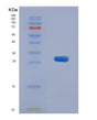 SDS-PAGE analysis of Human ELN (Elastin) - Recombinant Protein, showing >90% purity under 15% SDS-PAGE (Reduced)