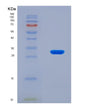 SDS-PAGE analysis of Mouse Stat1 (Signal Transducer And Activator Of Transcription 1) - Recombinant Protein, showing >90% purity under 15% SDS-PAGE (Reduced)