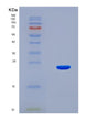 SDS-PAGE analysis of Human HCRT (Hypocretin Neuropeptide Precursor) - Recombinant Protein, showing >90% purity under 15% SDS-PAGE (Reduced)