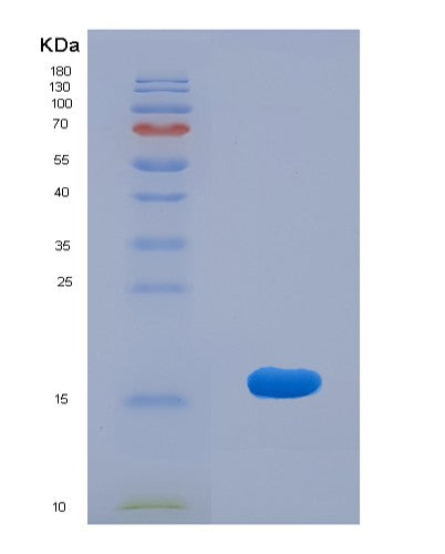 SDS-PAGE analysis of Human GRIA2 (Glutamate Receptor 2) - Recombinant Protein, showing >90% purity under 15% SDS-PAGE (Reduced)