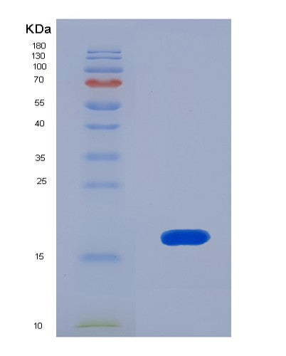 SDS-PAGE analysis of Human UCN3 (Urocortin-3) - Recombinant Protein, showing >90% purity under 15% SDS-PAGE (Reduced)