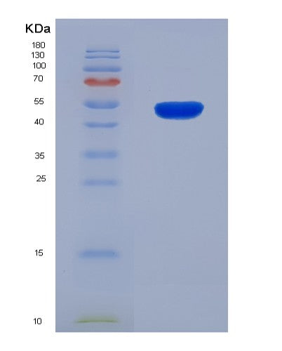 SDS-PAGE analysis of Human MYOG (Myogenin) - Recombinant Protein, showing >90% purity under 15% SDS-PAGE (Reduced)