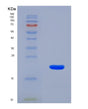 SDS-PAGE analysis of Human TGFB3 (Transforming Growth Factor Beta-3 Proprotein) - Recombinant Protein, showing >90% purity under 15% SDS-PAGE (Reduced)