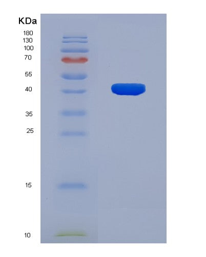 SDS-PAGE analysis of Mouse F2rl1 (Proteinase-Activated Receptor 2) - Recombinant Protein, showing >90% purity under 15% SDS-PAGE (Reduced)