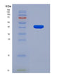 SDS-PAGE analysis of Mouse F2rl1 (Proteinase-Activated Receptor 2) - Recombinant Protein, showing >90% purity under 15% SDS-PAGE (Reduced)