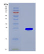 SDS-PAGE analysis of Mouse Igf1r (Insulin-Like Growth Factor 1 Receptor) - Recombinant Protein, showing >90% purity under 15% SDS-PAGE (Reduced)