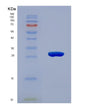 SDS-PAGE analysis of Human C1QTNF3 (Complement C1Q Tumor Necrosis Factor-Related Protein 3) - Recombinant Protein, showing >90% purity under 15% SDS-PAGE (Reduced)