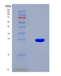 SDS-PAGE analysis of Human CYP26A1 (Cytochrome P450 26A1) - Recombinant Protein, showing >90% purity under 15% SDS-PAGE (Reduced)