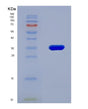 SDS-PAGE analysis of Human CDH17 (Cadherin-17) - Recombinant Protein, showing >90% purity under 15% SDS-PAGE (Reduced)