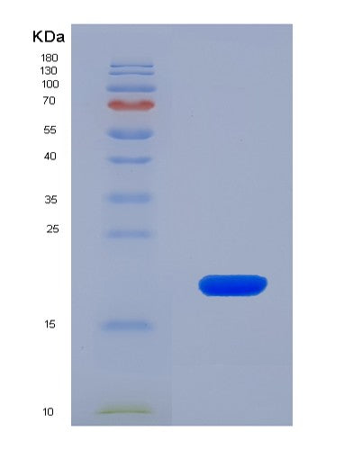 SDS-PAGE analysis of Human HTR1A (5-Hydroxytryptamine Receptor 1A) - Recombinant Protein, showing >90% purity under 15% SDS-PAGE (Reduced)