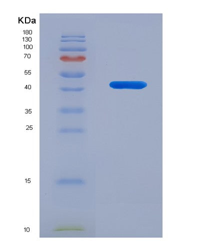 SDS-PAGE analysis of Mouse Vnn3 (Vascular Non-Inflammatory Molecule 3) - Recombinant Protein, showing >90% purity under 15% SDS-PAGE (Reduced)