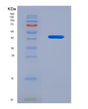SDS-PAGE analysis of Mouse Vnn3 (Vascular Non-Inflammatory Molecule 3) - Recombinant Protein, showing >90% purity under 15% SDS-PAGE (Reduced)
