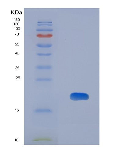 SDS-PAGE analysis of Human HTN1 (Histatin-1) - Recombinant Protein, showing >90% purity under 15% SDS-PAGE (Reduced)