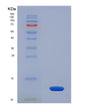SDS-PAGE analysis of Human SLC2A1 (Solute Carrier Family 2, Facilitated Glucose Transporter Member 1) - Recombinant Protein, showing >90% purity under 15% SDS-PAGE (Reduced)
