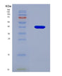 SDS-PAGE analysis of Mouse Nlrp3 (Nacht, Lrr And Pyd Domains-Containing Protein 3) - Recombinant Protein, showing >90% purity under 15% SDS-PAGE (Reduced)