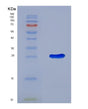 SDS-PAGE analysis of Mouse Adora2a (Adenosine Receptor A2A) - Recombinant Protein, showing >90% purity under 15% SDS-PAGE (Reduced)