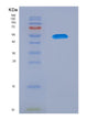 SDS-PAGE analysis of Human TCF7 (Transcription Factor 7) - Recombinant Protein, showing >90% purity under 15% SDS-PAGE (Reduced)