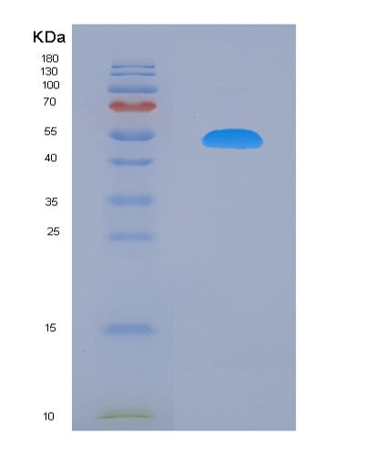 SDS-PAGE analysis of Mouse Cebpb (Ccaat/Enhancer-Binding Protein Beta) - Recombinant Protein, showing >90% purity under 15% SDS-PAGE (Reduced)