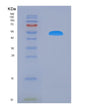 SDS-PAGE analysis of Mouse Cebpb (Ccaat/Enhancer-Binding Protein Beta) - Recombinant Protein, showing >90% purity under 15% SDS-PAGE (Reduced)