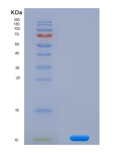 SDS-PAGE analysis of Mouse Chemokine (C-X-C motif) ligand 7 ( CXCL7) - Recombinant Protein, showing >90% purity under 15% SDS-PAGE (Reduced)