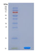 SDS-PAGE analysis of Mouse Chemokine (C-X-C motif) ligand 7 ( CXCL7) - Recombinant Protein, showing >90% purity under 15% SDS-PAGE (Reduced)