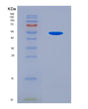 SDS-PAGE analysis of Human TGIF1 (Homeobox Protein Tgif1) - Recombinant Protein, showing >90% purity under 15% SDS-PAGE (Reduced)