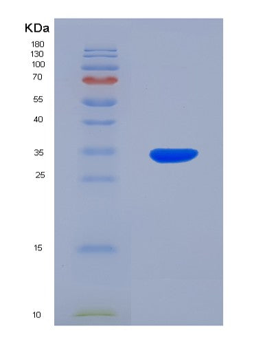 SDS-PAGE analysis of Human PLAT (Tissue-Type Plasminogen Activator) - Recombinant Protein, showing >90% purity under 15% SDS-PAGE (Reduced)