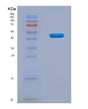 SDS-PAGE analysis of Human SERPINE1 (Plasminogen Activator Inhibitor 1) - Recombinant Protein, showing >90% purity under 15% SDS-PAGE (Reduced)
