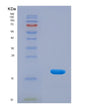 SDS-PAGE analysis of Human CD274 (Programmed Cell Death 1 Ligand 1) - Recombinant Protein, showing >90% purity under 15% SDS-PAGE (Reduced)