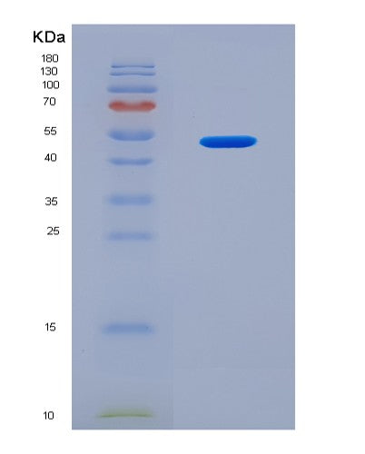 SDS-PAGE analysis of Mouse Lgmn (Legumain) - Recombinant Protein, showing >90% purity under 15% SDS-PAGE (Reduced)