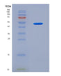 SDS-PAGE analysis of Mouse Lgmn (Legumain) - Recombinant Protein, showing >90% purity under 15% SDS-PAGE (Reduced)