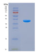 SDS-PAGE analysis of Human SLC5A2 (Sodium/Glucose Cotransporter 2) - Recombinant Protein, showing >90% purity under 15% SDS-PAGE (Reduced)