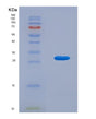 SDS-PAGE analysis of Human TG (Thyroglobulin) - Recombinant Protein, showing >90% purity under 15% SDS-PAGE (Reduced)