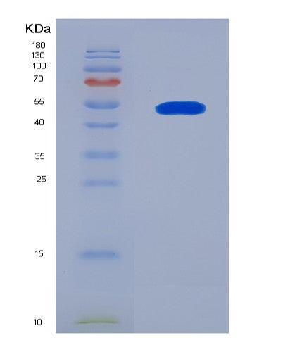 SDS-PAGE analysis of Human APOA4 (Apolipoprotein A-Iv) - Recombinant Protein, showing >90% purity under 15% SDS-PAGE (Reduced)
