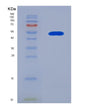 SDS-PAGE analysis of Human APOA4 (Apolipoprotein A-Iv) - Recombinant Protein, showing >90% purity under 15% SDS-PAGE (Reduced)