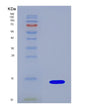 SDS-PAGE analysis of Human GCG (Pro-Glucagon) - Recombinant Protein, showing >90% purity under 15% SDS-PAGE (Reduced)