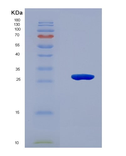 SDS-PAGE analysis of Human JAG1 (Protein Jagged-1) - Recombinant Protein, showing >90% purity under 15% SDS-PAGE (Reduced)