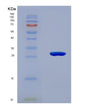 SDS-PAGE analysis of Human JAG1 (Protein Jagged-1) - Recombinant Protein, showing >90% purity under 15% SDS-PAGE (Reduced)