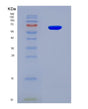 SDS-PAGE analysis of Human ATIC (Bifunctional Purine Biosynthesis Protein Atic) - Recombinant Protein, showing >90% purity under 15% SDS-PAGE (Reduced)