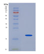 SDS-PAGE analysis of Human RXFP1 (Relaxin Receptor 1) - Recombinant Protein, showing >90% purity under 15% SDS-PAGE (Reduced)