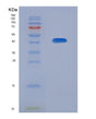SDS-PAGE analysis of Human CAMK1D (Calcium/Calmodulin-Dependent Protein Kinase Type 1D) - Recombinant Protein, showing >90% purity under 15% SDS-PAGE (Reduced)