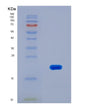 SDS-PAGE analysis of Human MAP3K7CL (Map3K7 C-Terminal-Like Protein) - Recombinant Protein, showing >90% purity under 15% SDS-PAGE (Reduced)