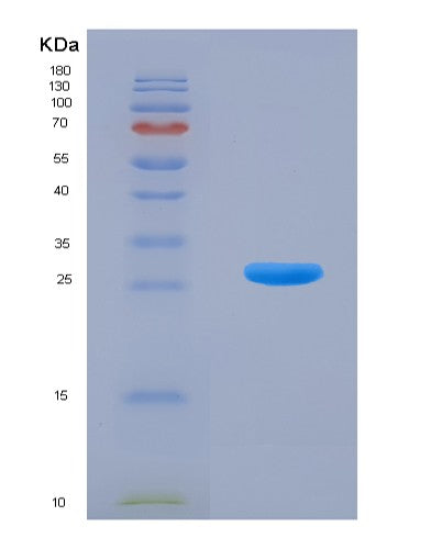 SDS-PAGE analysis of Human MLH1 (Dna Mismatch Repair Protein Mlh1) - Recombinant Protein, showing >90% purity under 15% SDS-PAGE (Reduced)
