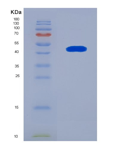 SDS-PAGE analysis of Mouse Vim (Vimentin) - Recombinant Protein, showing >90% purity under 15% SDS-PAGE (Reduced)