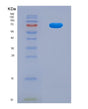 SDS-PAGE analysis of Human CDR2 (Cerebellar Degeneration-Related Protein 2) - Recombinant Protein, showing >90% purity under 15% SDS-PAGE (Reduced)