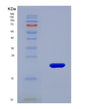 SDS-PAGE analysis of Human Microsomal glutathione S-transferase 2(Mgst2) - Recombinant Protein, showing >90% purity under 15% SDS-PAGE (Reduced)