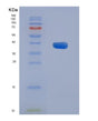 SDS-PAGE analysis of Mouse Aadat (Kynurenine/Alpha-Aminoadipate Aminotransferase, Mitochondrial) - Recombinant Protein, showing >90% purity under 15% SDS-PAGE (Reduced)