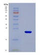 SDS-PAGE analysis of Mouse Npy1r (Neuropeptide Y Receptor Type 1) - Recombinant Protein, showing >90% purity under 15% SDS-PAGE (Reduced)