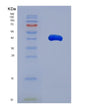 SDS-PAGE analysis of Human ST3GAL6 (Type 2 Lactosamine Alpha-2,3-Sialyltransferase) - Recombinant Protein, showing >90% purity under 15% SDS-PAGE (Reduced)